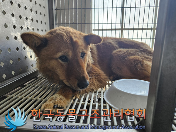 한국동물구조관리협회_441392202400287